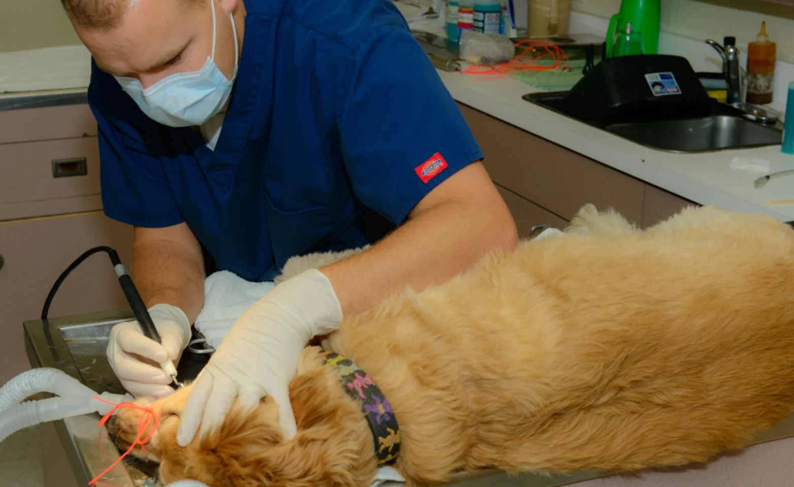 Veterinarian Providing Dental Care for a Brown Dog